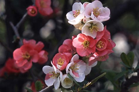 花種類|育て方がわかる植物図鑑・花図鑑｜みんなの趣味の園 